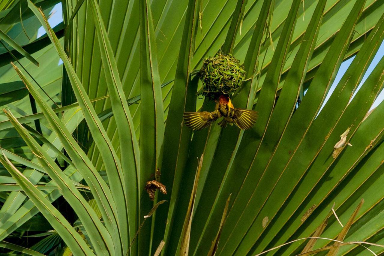 Tamba Kuruba Eco-Lodge Folonko Exterior foto